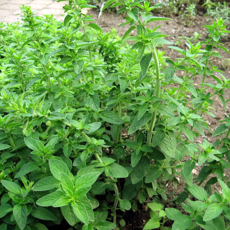 Italian Oregano Seeds (Organic) Peaceful Valley