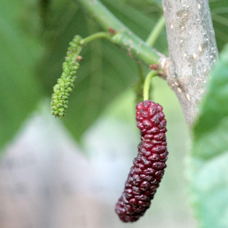 Pakistan Fruiting Mulberry Tree Grow Organic