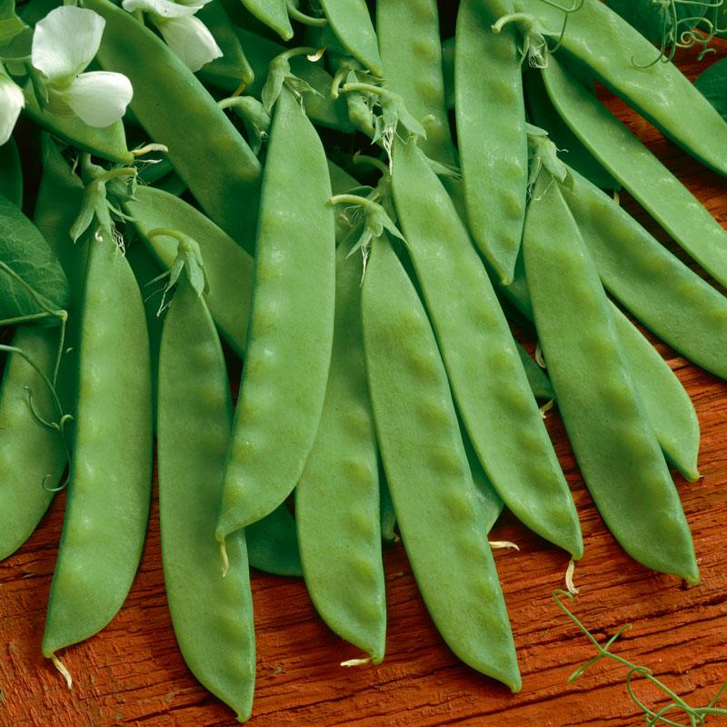 Sugar Daddy Pea Seeds (Organic) Peaceful Valley