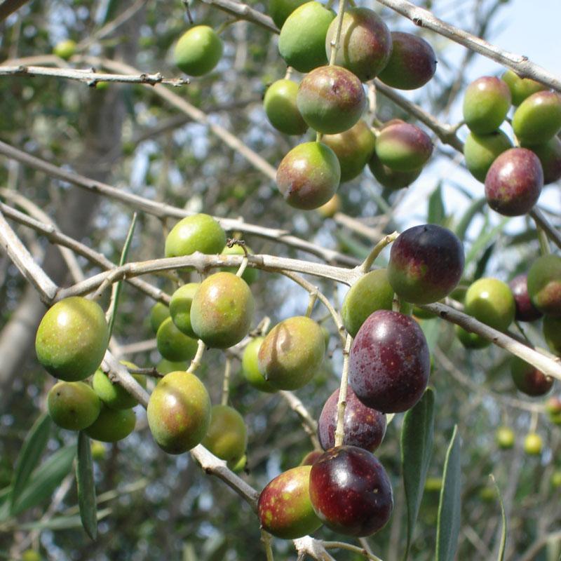 Pendolino Olive Tree Grow Organic