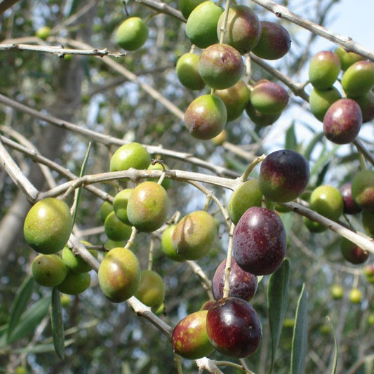 Pendolino Olive Tree Grow Organic