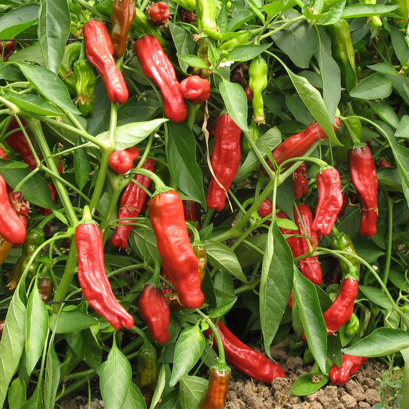 Shishito Pepper Seeds (Organic) Peaceful Valley