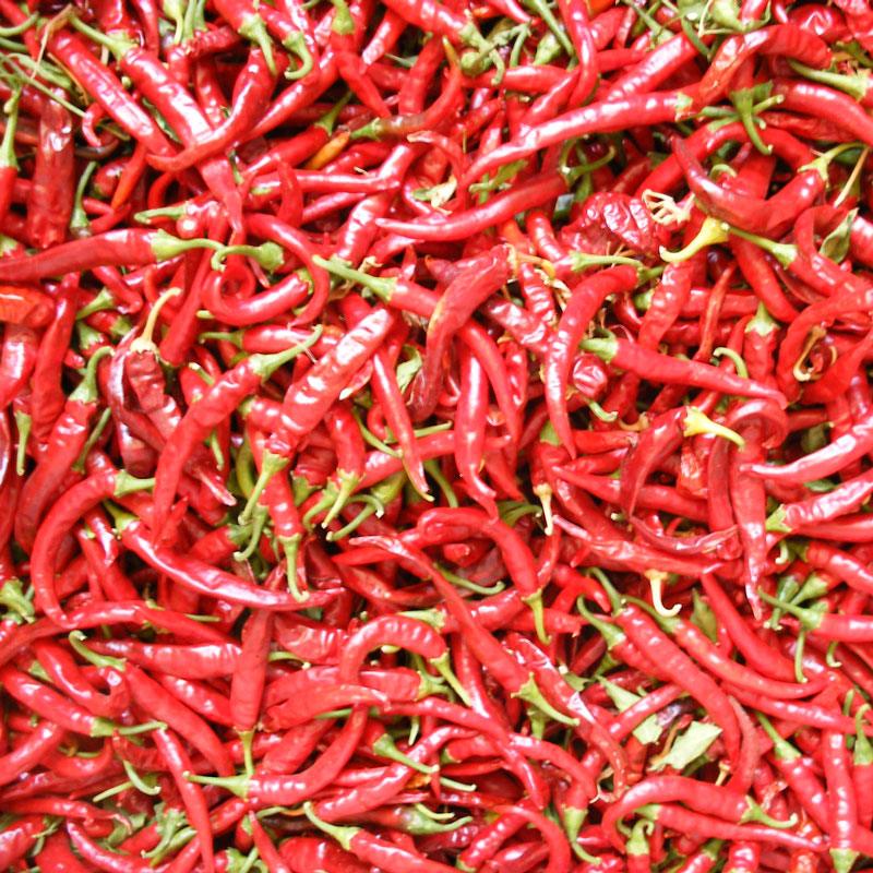 Hot Cayenne Slim Pepper Seeds (Organic) Peaceful Valley