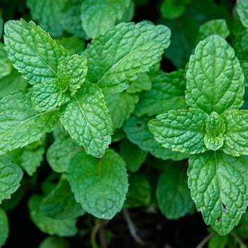 Peppermint Seeds Strictly Medicinal