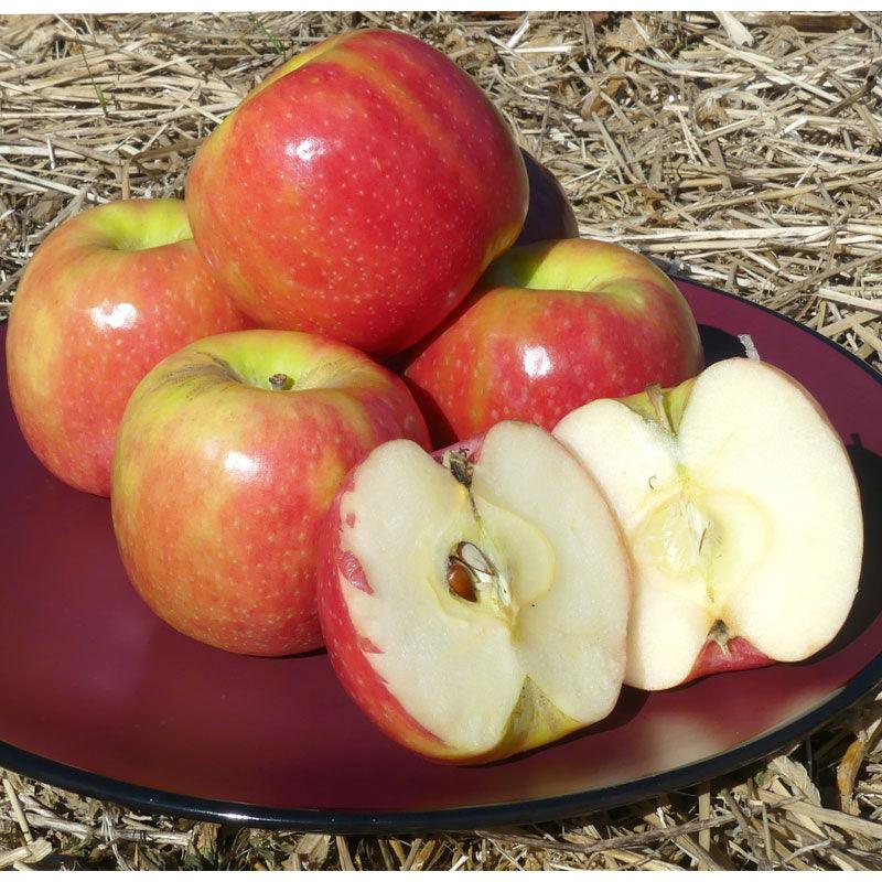 Pink Lady Apple Tree Grow Organic