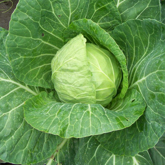 Organic  Round Green Cabbage Grow Organic