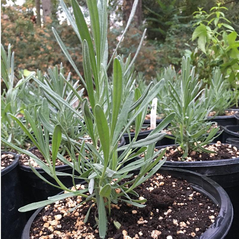 gallon lavender plants Organic Provence Lavender (1 Gallon)