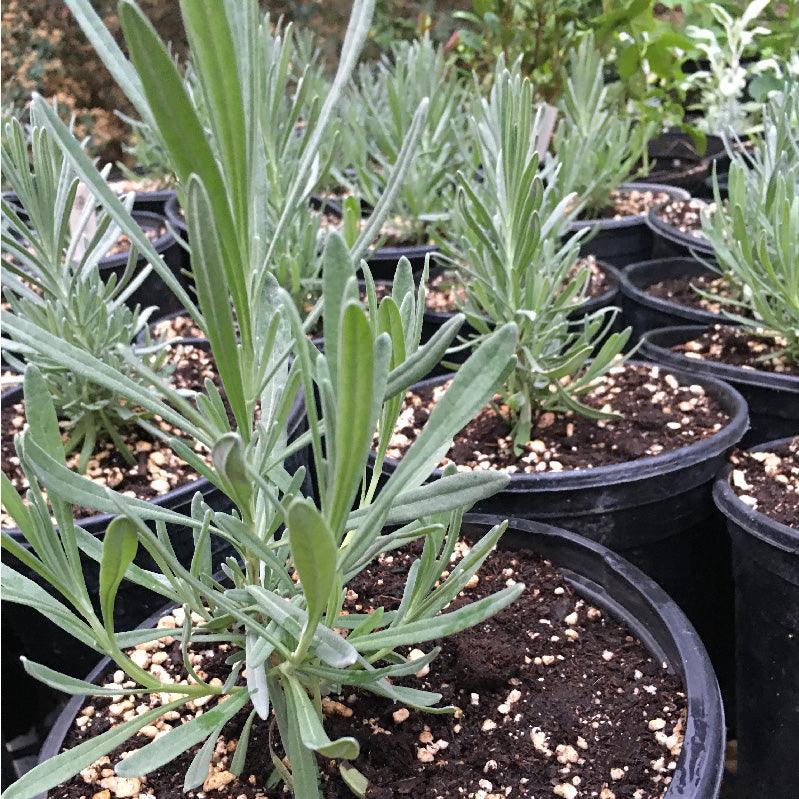 Organic Provence Lavender (1 Gallon) Grow Organic