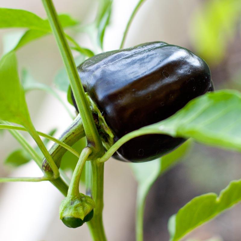 Purple Beauty Sweet Pepper Seeds (Organic) Peaceful Valley