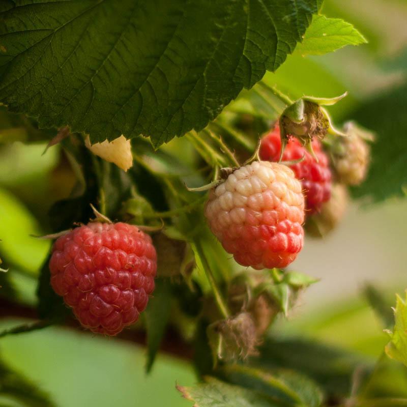 Raspberry - Red Heritage Grow Organic
