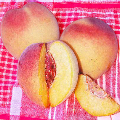 Red Baron Peach Tree Grow Organic