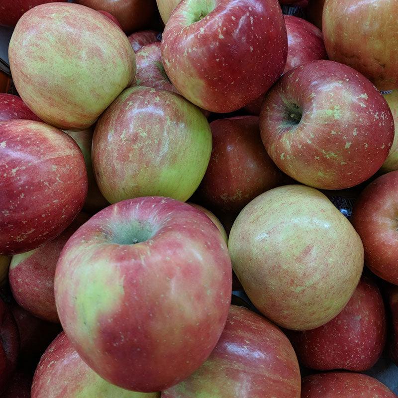 Fuji Red Apple Tree Grow Organic
