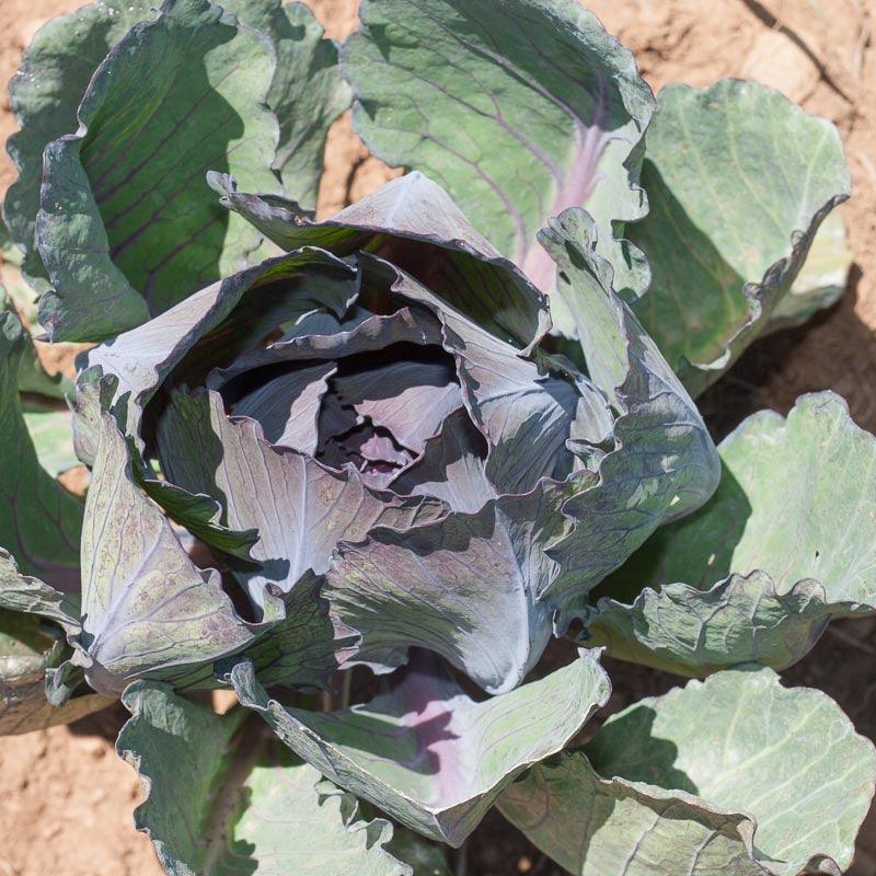 Express Red Cabbage Seeds (Organic) Peaceful Valley