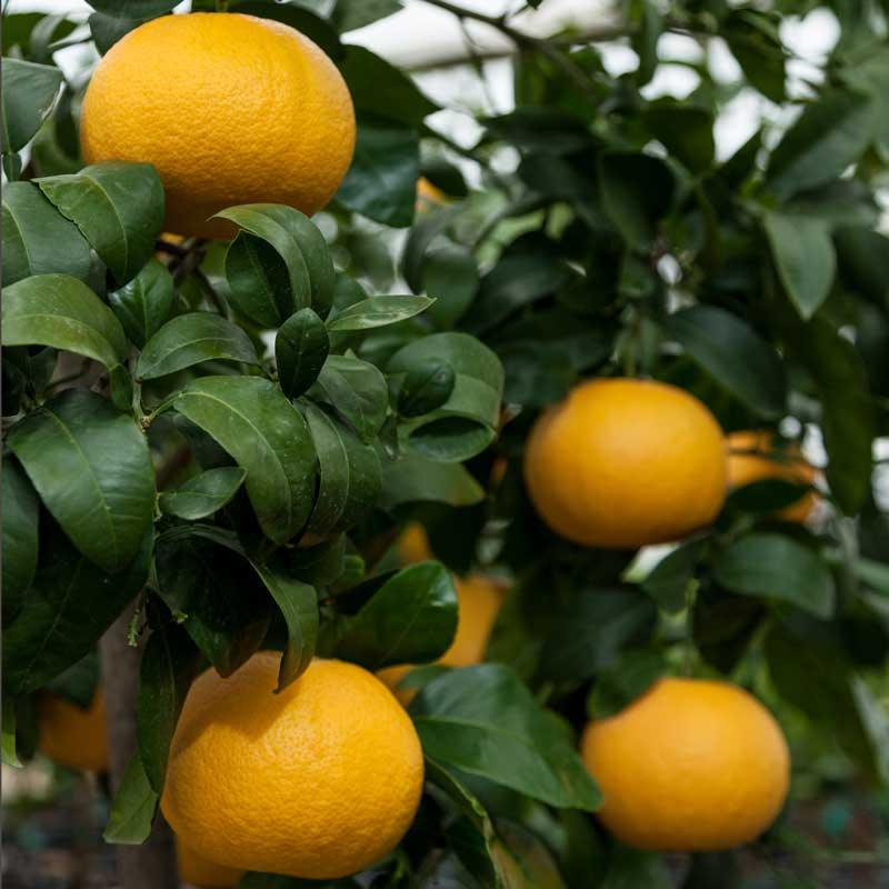 Rio Red Grapefruit Tree (Potted) Primo Size 24"-36" Four Winds Growers