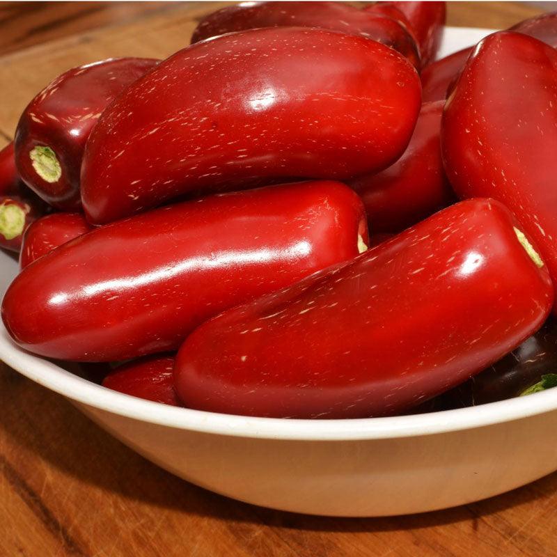 Hot Jalapeno Early Pepper Seeds (Organic) Peaceful Valley