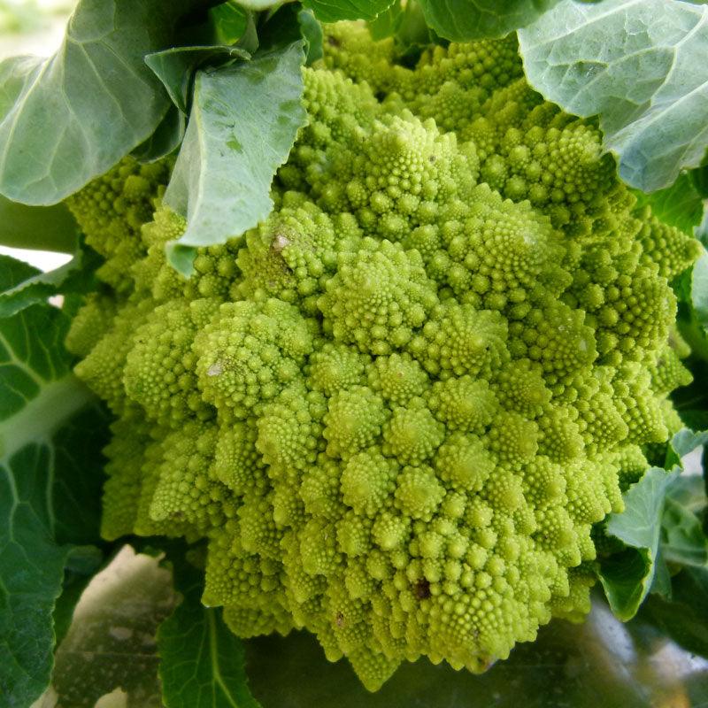 Romanesco Broccoli Seeds (Organic) Peaceful Valley