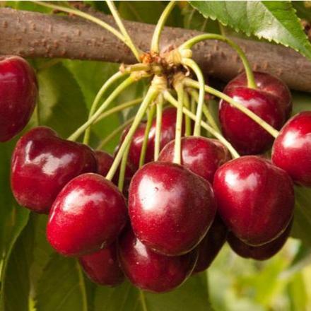 Royal Crimson Cherry Tree Grow Organic