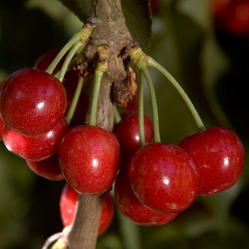 Royal Lee Cherry Tree Grow Organic