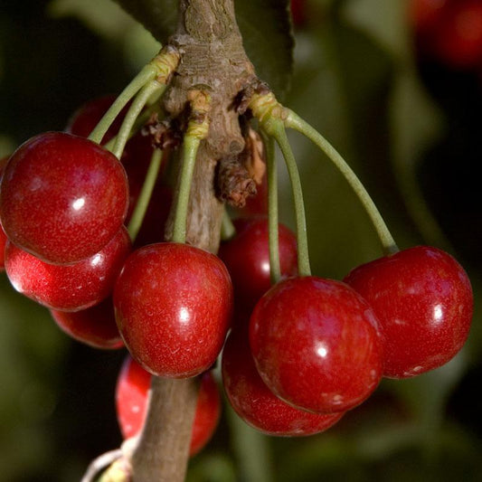 Royal Lee Cherry Tree Grow Organic