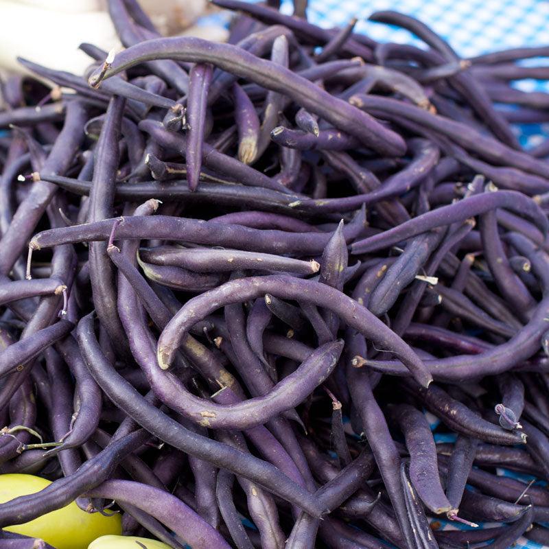 Royalty Purple Pod Bush Bean Seeds (Organic) Peaceful Valley
