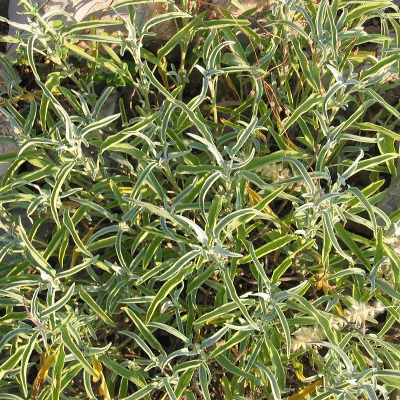 Sage Seeds (Organic) Peaceful Valley