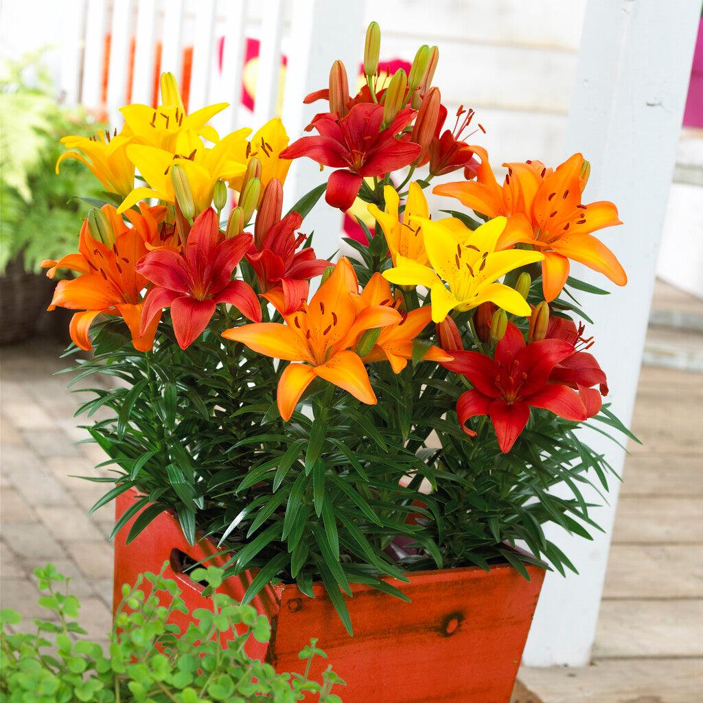 asiatic lily for sale Lilium Asiatic Sunset Blend (Pack of 8)