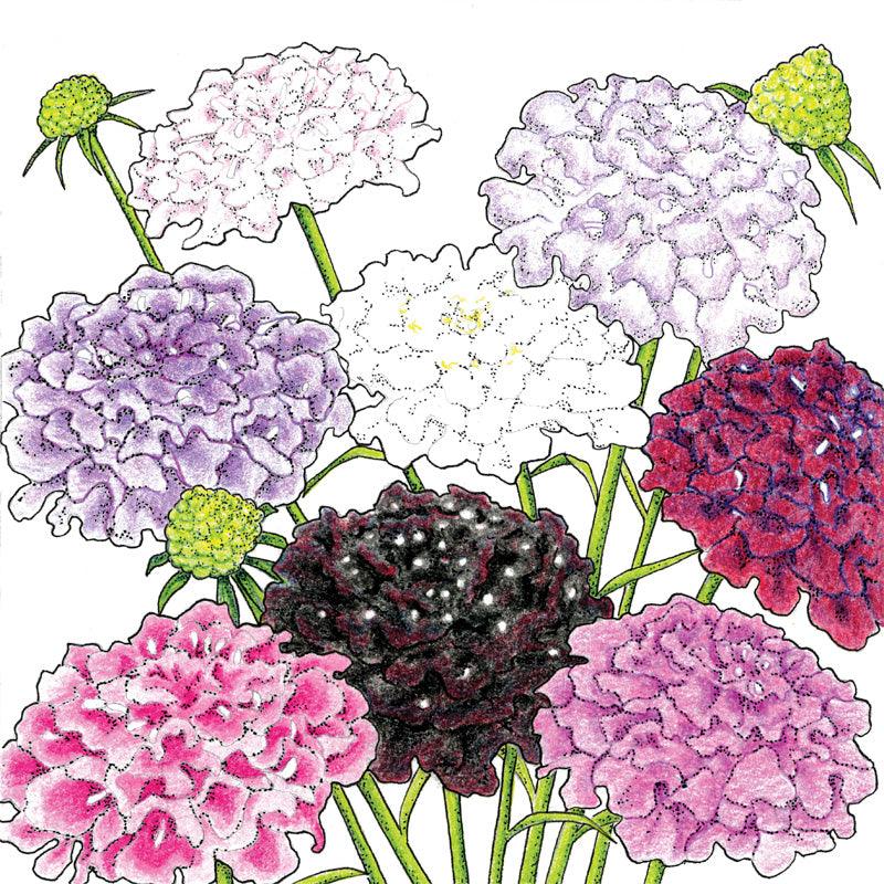 Dynamic Scabiosa Mix (Organic) Peaceful Valley