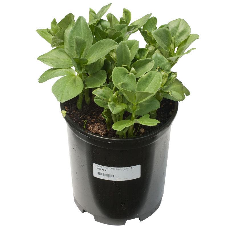 Broad Windsor Fava Bean Seeds (Organic) Peaceful Valley
