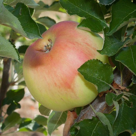 Sierra Beauty Apple Tree