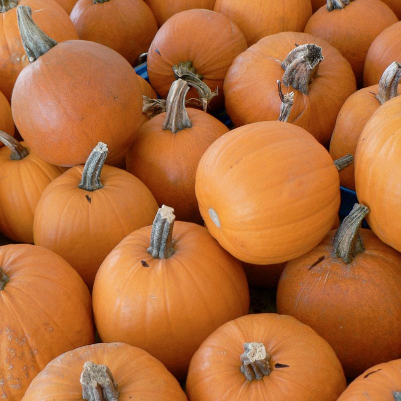 Small Sugar Pumpkin Seeds (Organic) Peaceful Valley