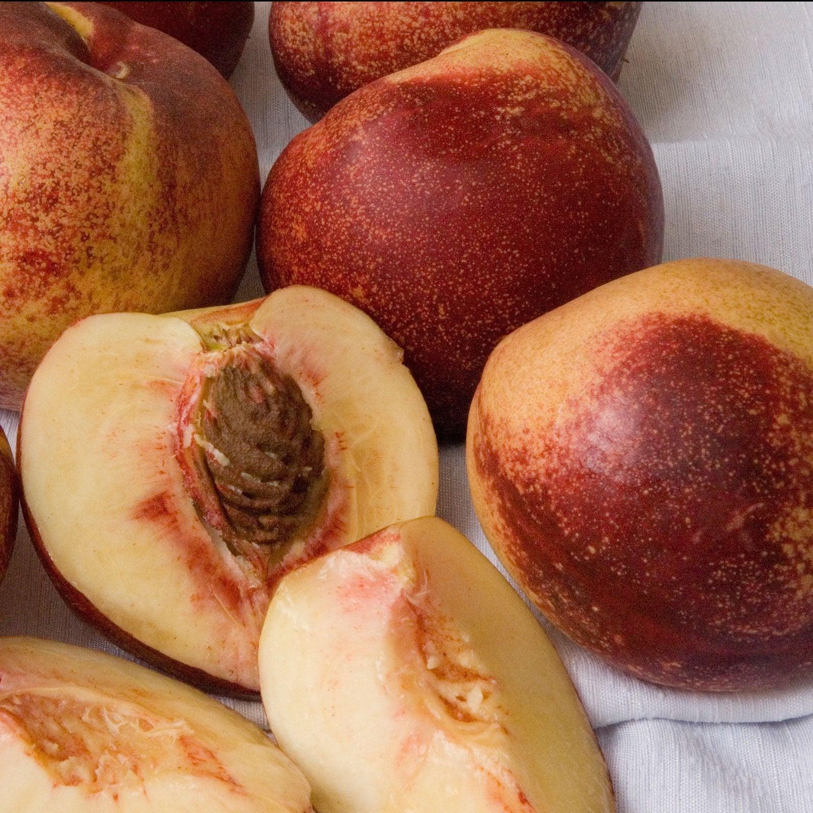 Snow Queen Nectarine Tree Grow Organic