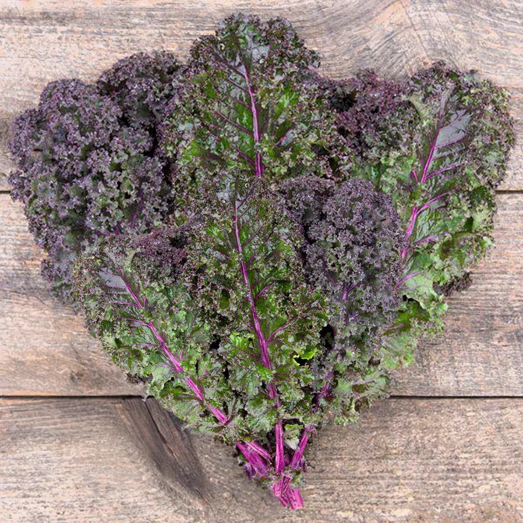 Peaceful Valley Organic Kale Curly Roja 1 oz Grow Organic