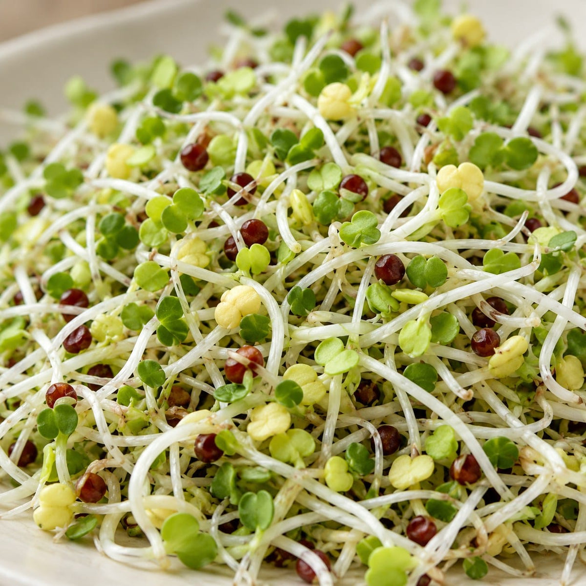 Organic Broccoli Sprouting Seeds (3 oz) High Mowing Seeds
