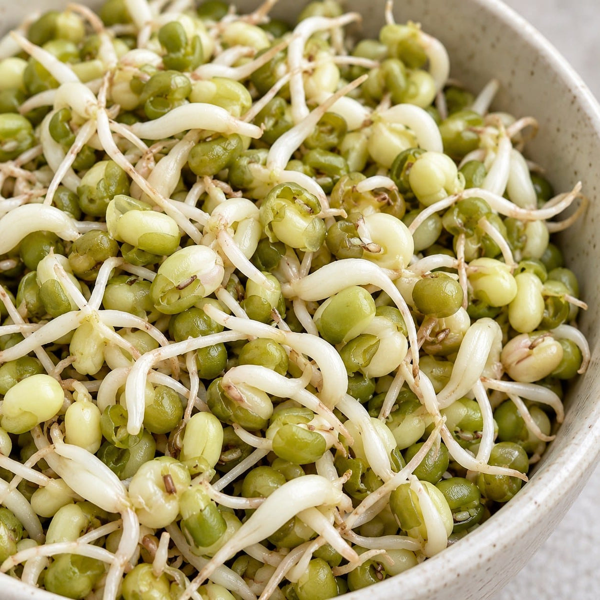 Organic Mung Bean Sprouting Seeds (4 oz) High Mowing Seeds