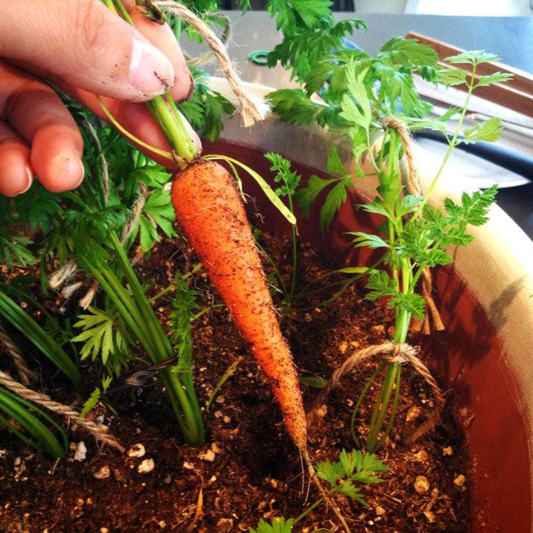 Little Finger Carrot Seeds (Organic) Peaceful Valley