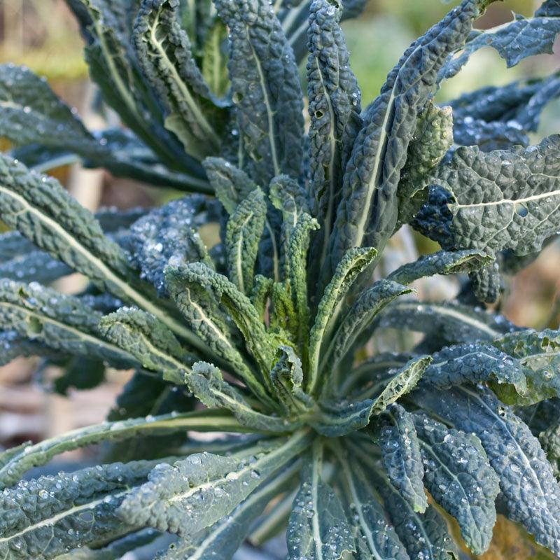 Lacinato Kale Seeds (Organic) Peaceful Valley