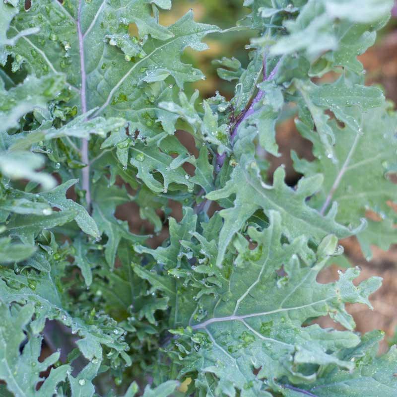 Red Russian Kale Seeds (Organic) Peaceful Valley