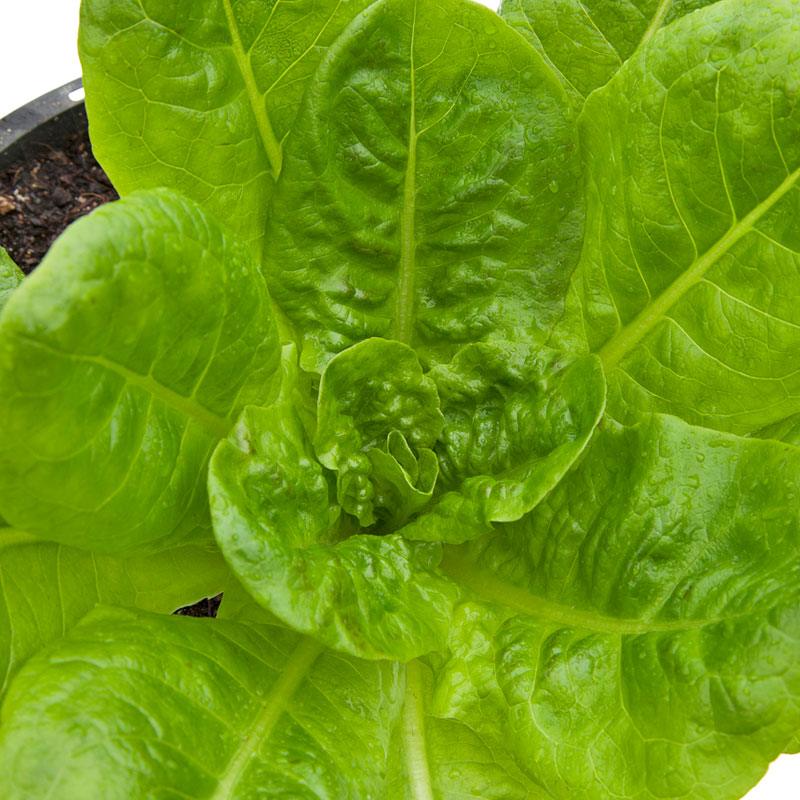 Buttercrunch Lettuce Seeds (Organic) Peaceful Valley