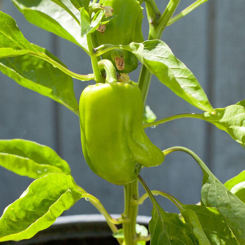 Cal Wonder Sweet Pepper Seeds (Organic) Peaceful Valley