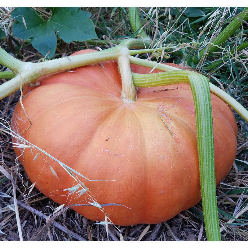 Cinderella Pumpkin Seeds (Organic) Peaceful Valley