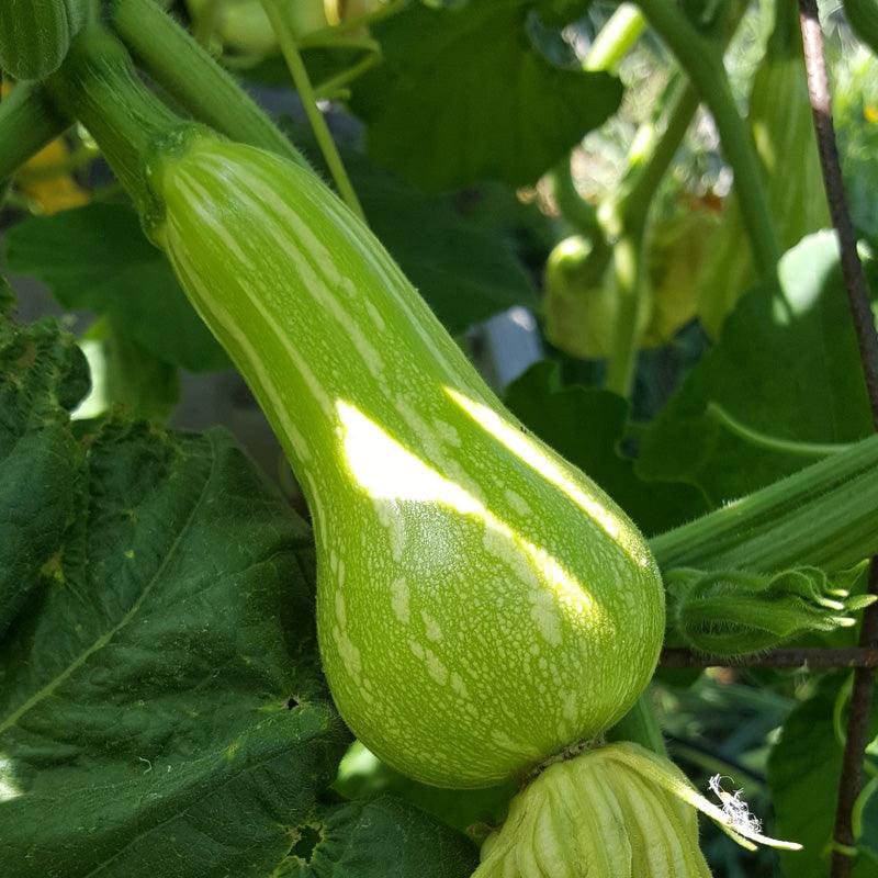 Butternut Winter Squash Seeds (Organic) Peaceful Valley