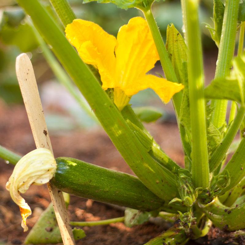 Dark Green Zucchini Summer Squash Seeds (Organic) Peaceful Valley
