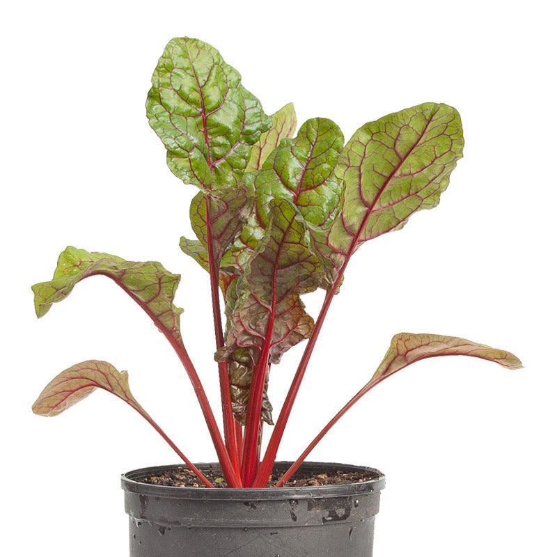 Red Ruby Chard Seeds (Organic) Peaceful Valley