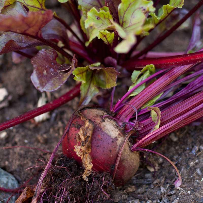 Bull's Blood Beet Seeds (Organic) Peaceful Valley
