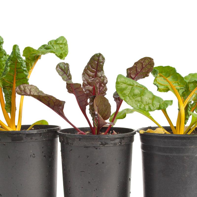 Five Color Silverbeet Chard Seeds (Organic) Peaceful Valley