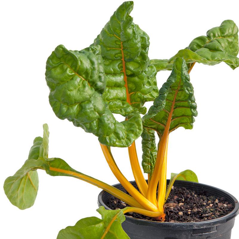 Five Color Silverbeet Chard Seeds (Organic) Peaceful Valley