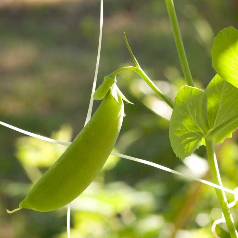 Organic Cascadia Sugar Snap Pea Grow Organic