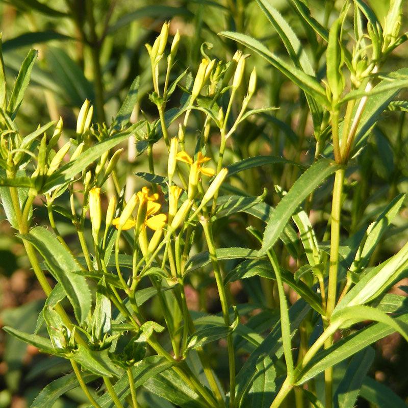 Mexican Tarragon Seeds (Organic) Peaceful Valley