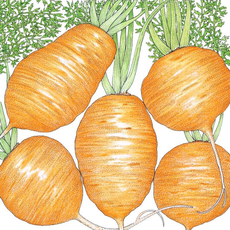 Parisian Carrot Seeds (Organic) Peaceful Valley