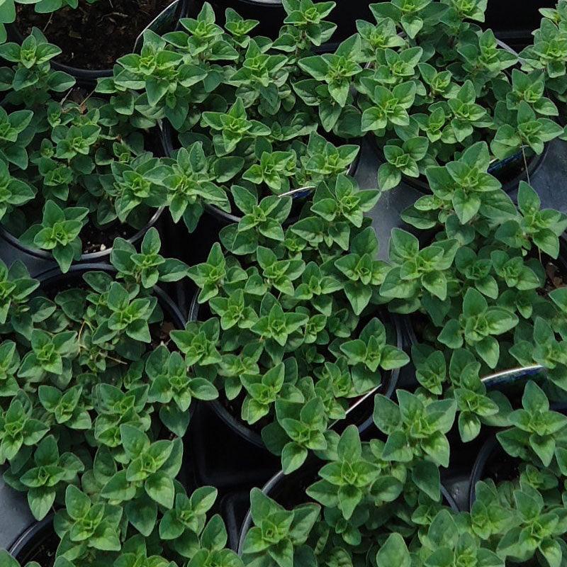 Greek Oregano Seeds (Organic) Peaceful Valley